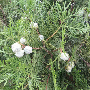 泰山野生侧柏果柏壳柏籽乌发助眠鲜柏叶 侧柏树叶子泡酒做香枕头