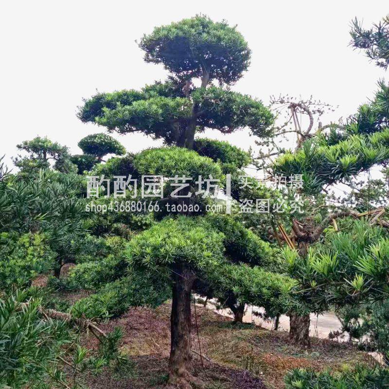 造型罗汉松树苗罗汉松树桩盆景实物小叶雀舌罗汉松苗庭院花卉植物