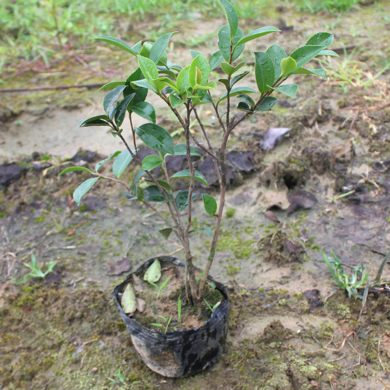 茶梅杯苗茶梅盆栽花卉庭院园林绿化工程苗阳台室内外重瓣耐寒包邮 鲜花速递/花卉仿真/绿植园艺 行道树/乔木 原图主图