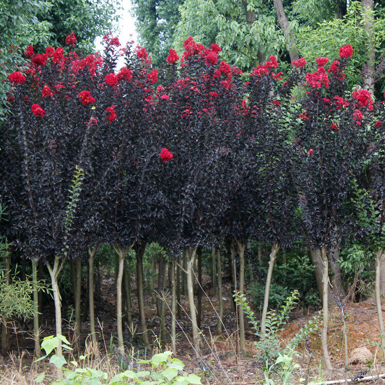紫薇花树百日红美国红火箭庭院植物围墙园林行道树绿化乔木紫薇树