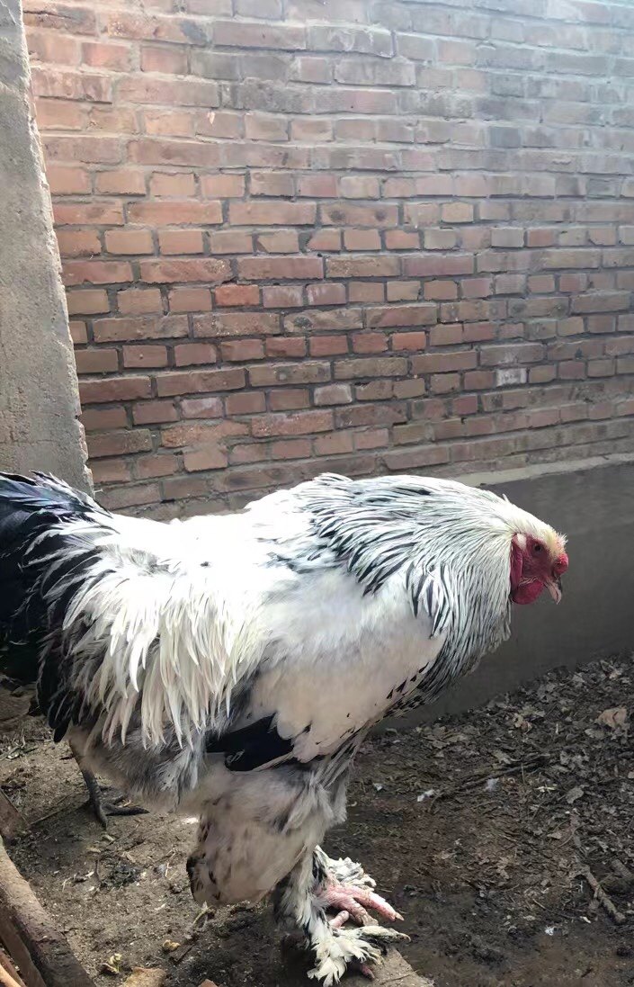 大体婆罗门梵天鸡种蛋受精蛋可孵化