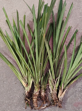 勒古种苗 勒古叶种苗 露兜叶种苗 簕古叶包粽子假菠萝叶种子种苗