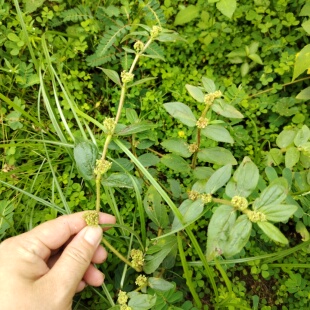 野外新鲜现采飞扬草 大飞扬节节花 白乳汁草中草药肤痒洗澡通少乳