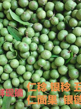 仁面果新鲜现摘银链广东阳春特产