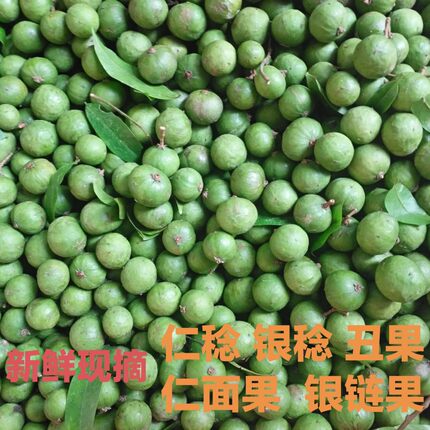 仁面果新鲜现摘银链果银莲仁稔银稔广东阳春特产人面果仁面子丑果