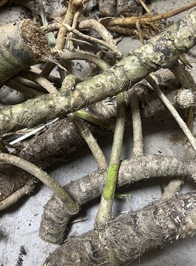 新鲜勒古根现挖勒古头根露兜树根中草药假菠萝根山菠萝根野菠萝根
