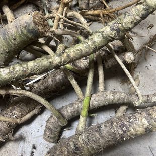 新鲜勒古根现挖勒古头根露兜树根中草药假菠萝根山菠萝根野菠萝根