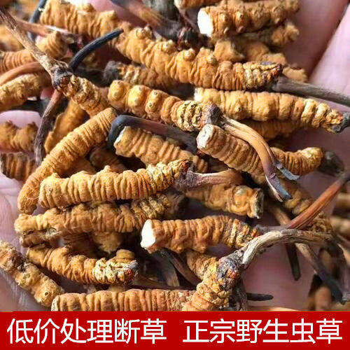 那曲正宗自用精品西藏冬虫夏草
