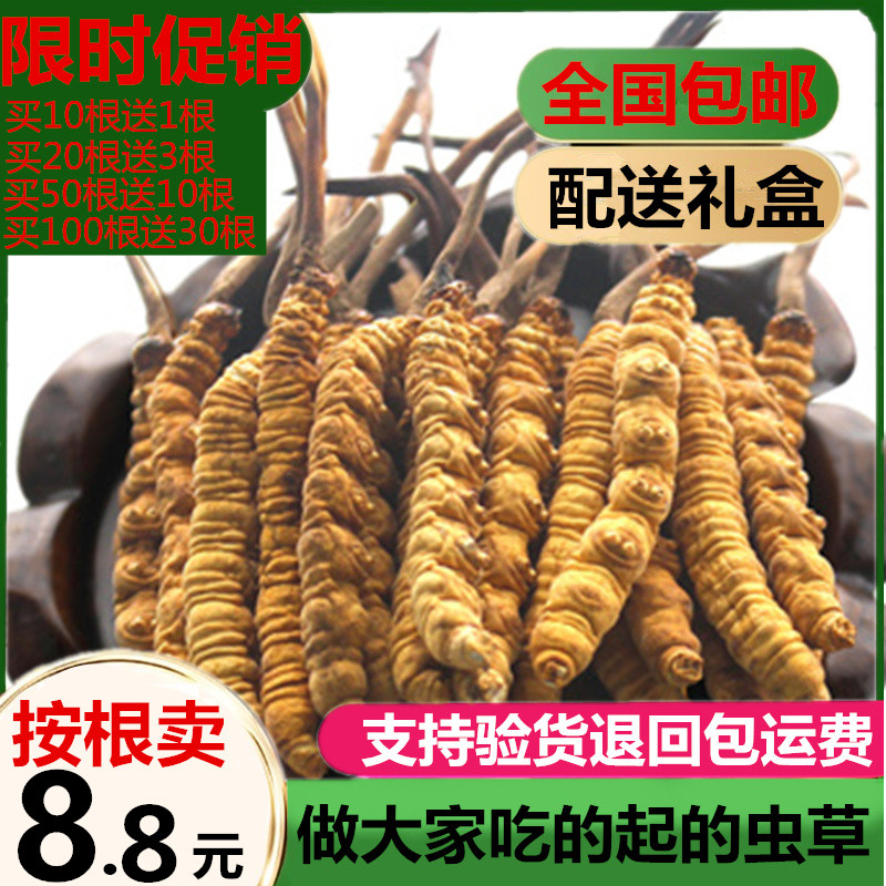 虫草特价西藏那曲冬虫夏草正品新鲜正宗虫草可搭配礼盒