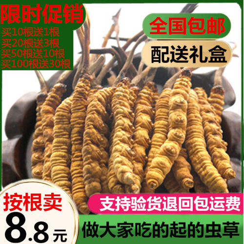 虫草特价冬虫夏草正品新鲜正宗虫草可搭配礼盒 - 封面