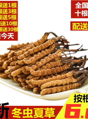 西藏那曲正品虫草新鲜冬虫夏草