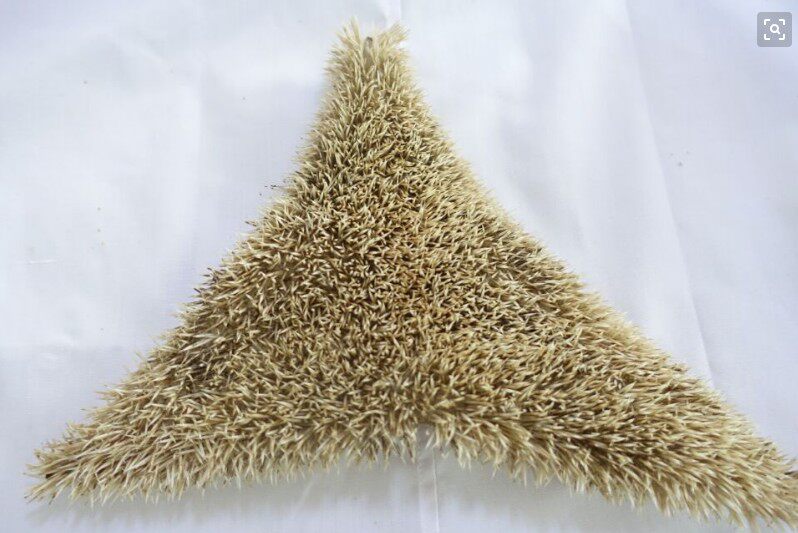 中药材 正品 刺猬皮 生刺猬皮 可打粉 500克235元 炒刺猬皮包邮