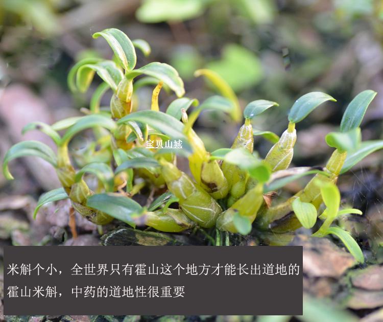 正宗霍山石斛苗霍山米斛苗矮壮深