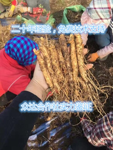 赤芍苗 赤芍种苗 油用芍药 芍药嫁接苗 药用芍药苗 白芍苗 基地