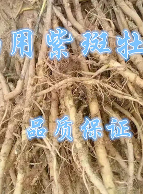 紫斑牡丹苗 油用牡丹紫斑苗 紫斑牡丹 紫斑榨油牡丹