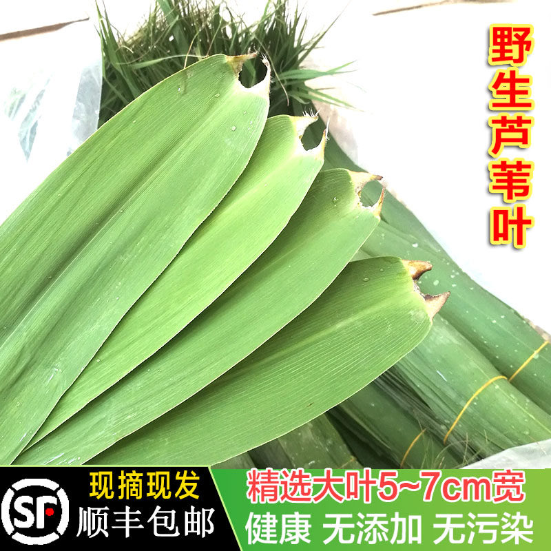 顺丰包邮洪湖野生新鲜芦苇叶粽叶端午包粽子苇叶天然现摘大号叶子