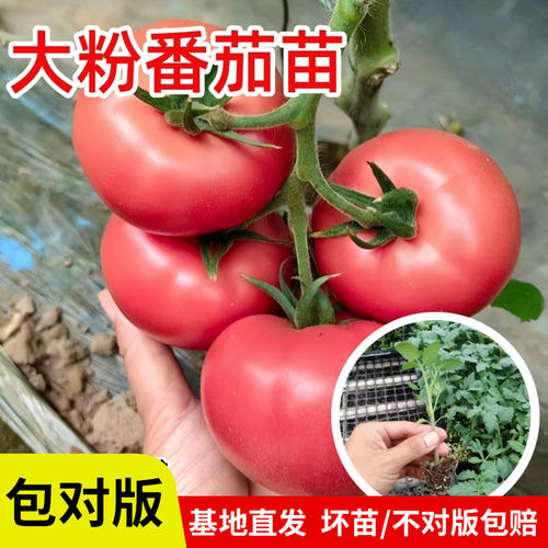 老品种番茄苗秧沙瓤西红柿苗毛粉柿子幼苗抗病高产四季播种蔬菜苗