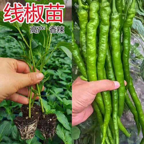 高产线椒辣椒苗长青椒尖椒二荆条薄皮南方四季本地土蔬菜苗秧批发