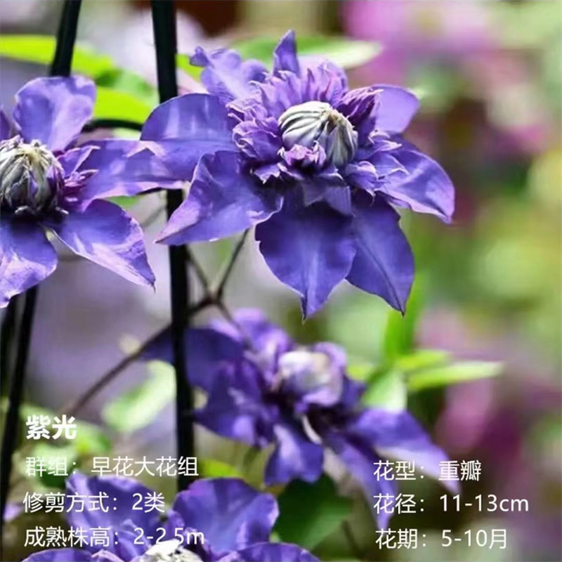 5加仑铁线莲阳台庭院地载盆栽爬藤花卉植物四季开花