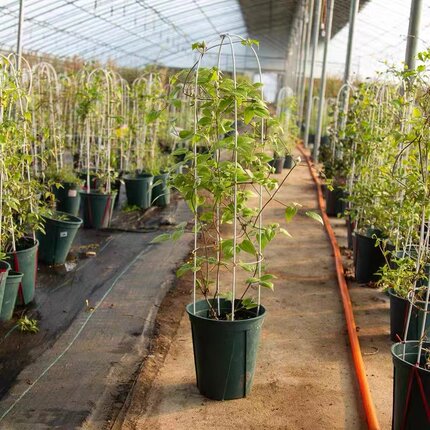 铁线莲月季园艺爬藤花架手工铁丝简易爬藤加