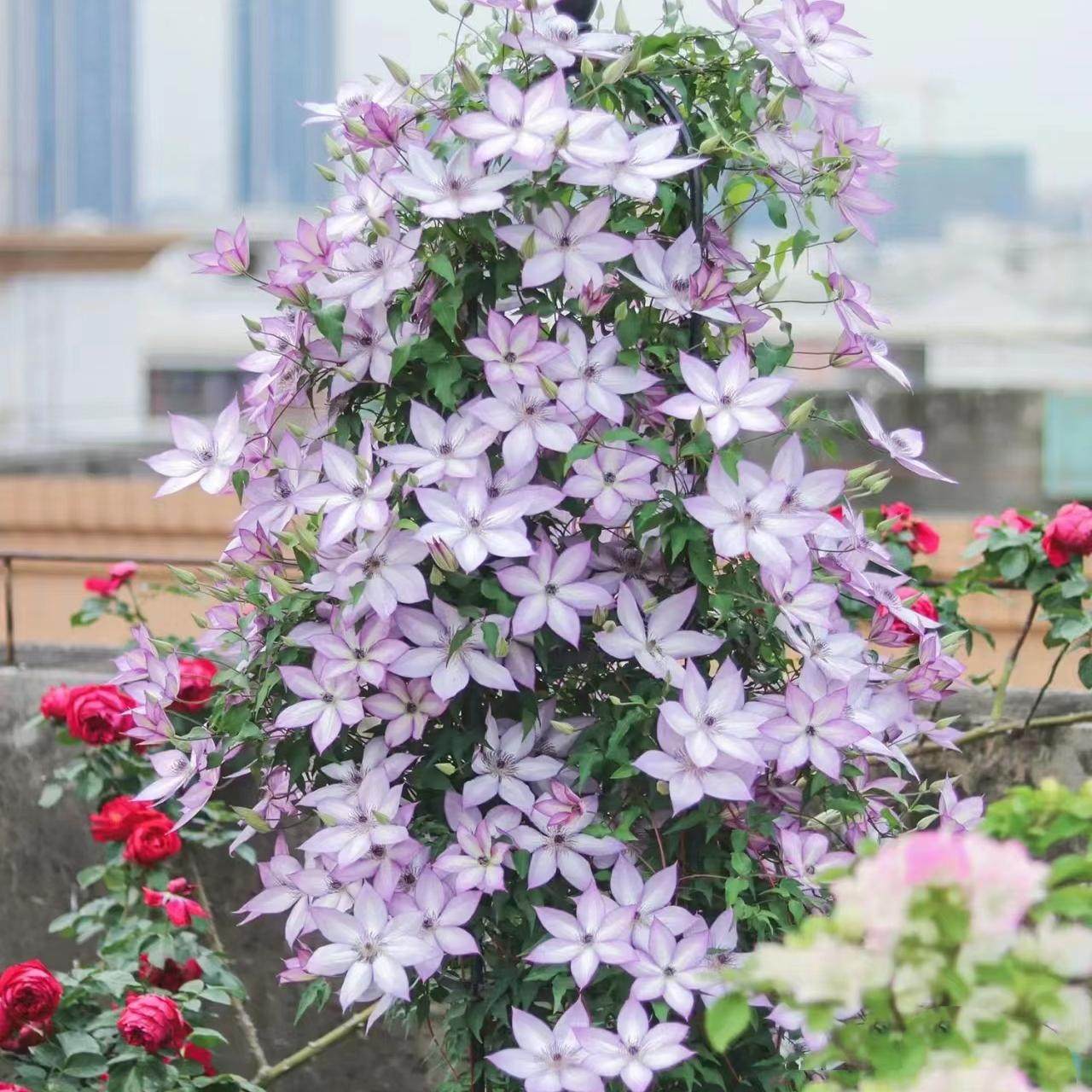 【F系】铁线莲盆栽爬藤植物乌托邦重瓣大花藤本户外花卉倒影蜥蜴,鲜花速递/花卉仿真/绿植园艺,绣球/木绣球/木本植物,淘宝优惠券,粉丝福利购,淘宝优惠卷