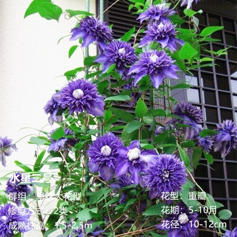 【水星二号】1.5加仑铁线莲阳台庭院地载盆栽爬藤花卉四季开花