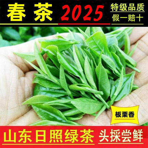 日照绿茶炒青板栗香冷泡茶2025春