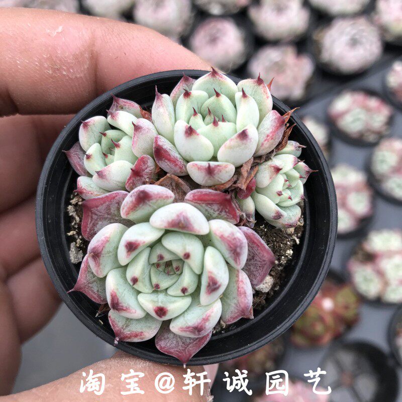 新手易养多肉植物绿爪魔爪雪爪黑爪红爪杜里万多肉肉植物组合套餐
