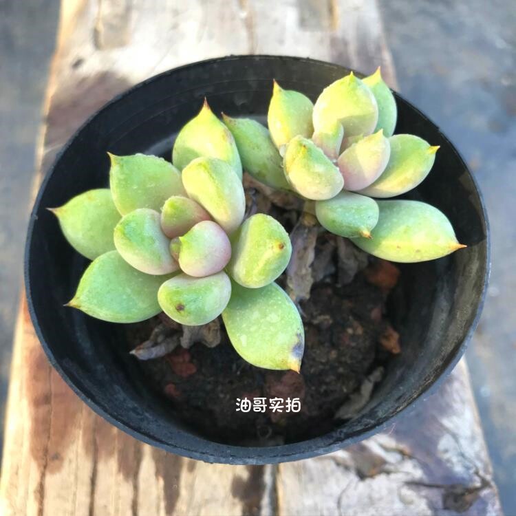 红象牙双头【满20发货】景天多肉植物盆栽办公室阳台创意贵货