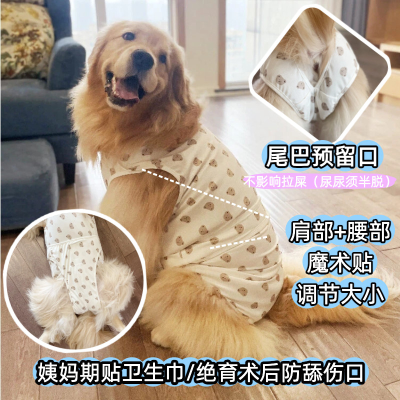 大狗生理裤月经裤绝育术后服金毛