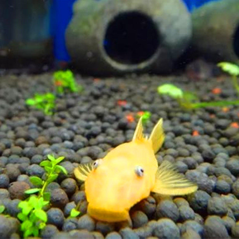 清道夫异形工具鱼黄金蓝眼大胡子热带鱼观赏鱼活体淡水清洁垃圾鱼