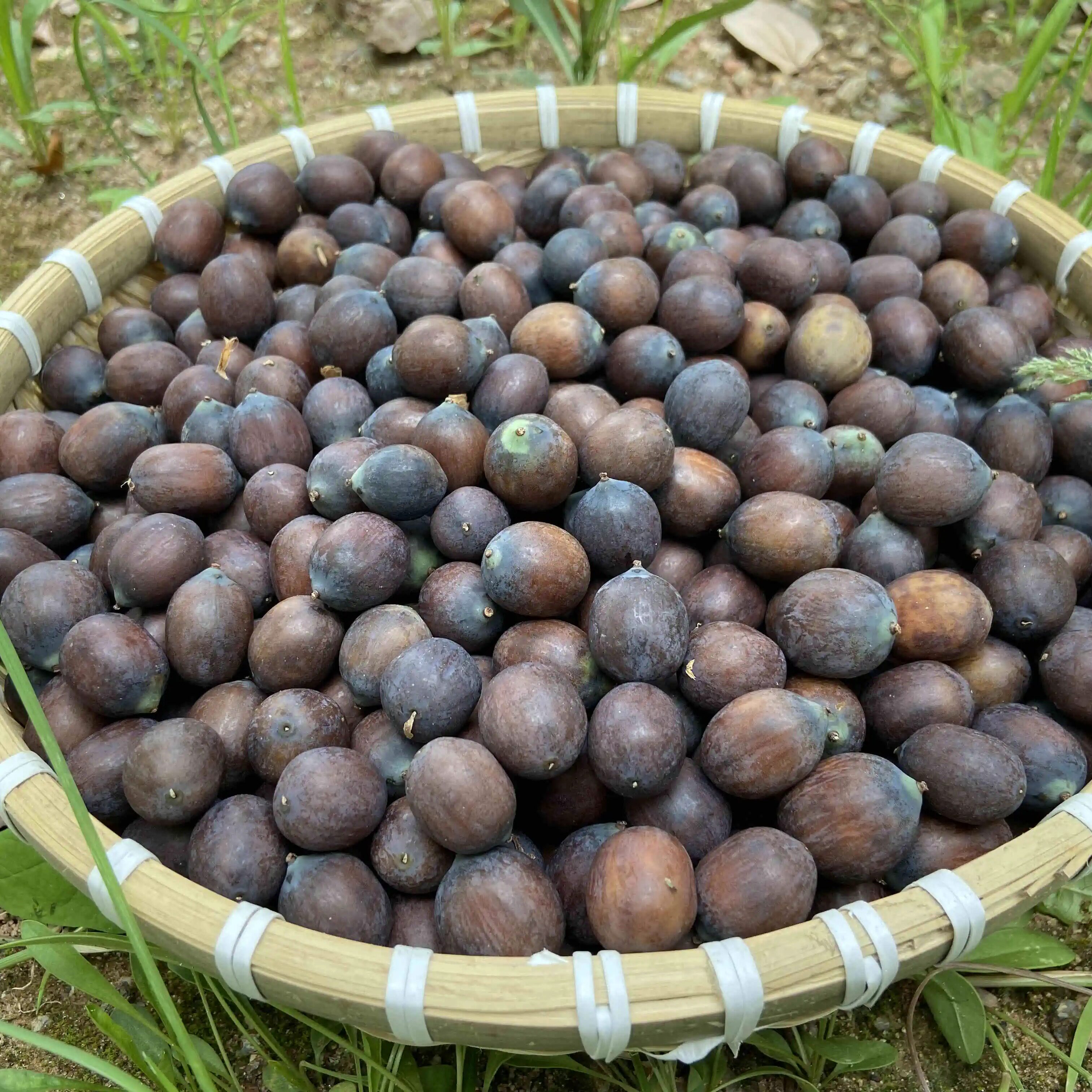 广昌莲子黑壳老莲子粉糯老粉