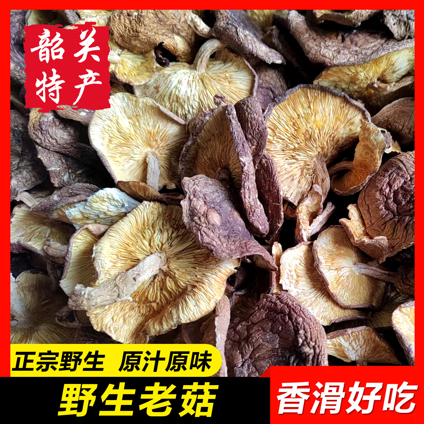 野生老菇韶关椴木香冬菇香信蘑菇
