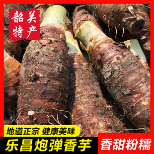 【乐昌香芋】韶关特产炮弹香芋头正宗张溪新鲜粉糯大香芋农家自产