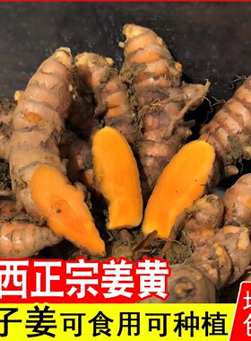 广西正宗野生姜黄食用新鲜产后