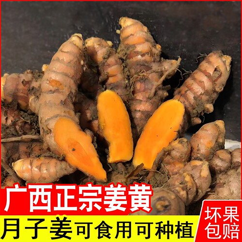 广西正宗野生姜黄食用新鲜产后