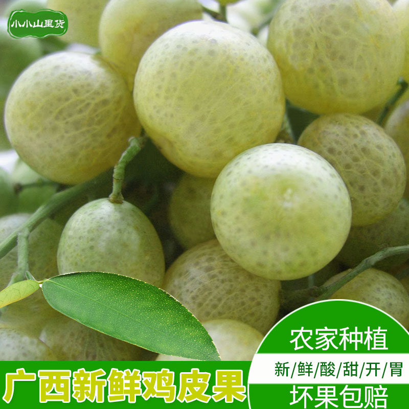 广西特产新鲜鸡皮果野生山黄皮酸甜孕妇水果青山王皮香料3斤包邮