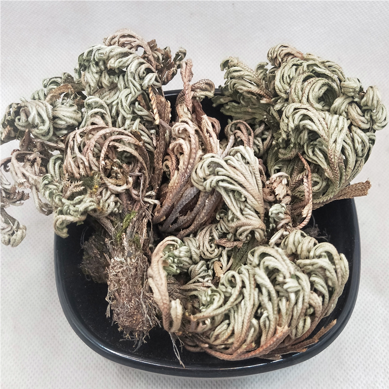卷柏中药材250g包邮正品卷伯植物九死还魂草卷伯草还阳草不死草