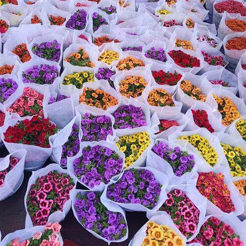百万小玲盆栽花苗庭院花卉垂吊植物舞春花带花苞室外阳台花草成品