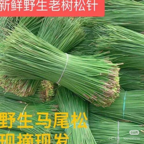 新鲜马尾松针茶纯松针现采现发蒸笼垫天然野生酵素泡茶泡酒做枕头