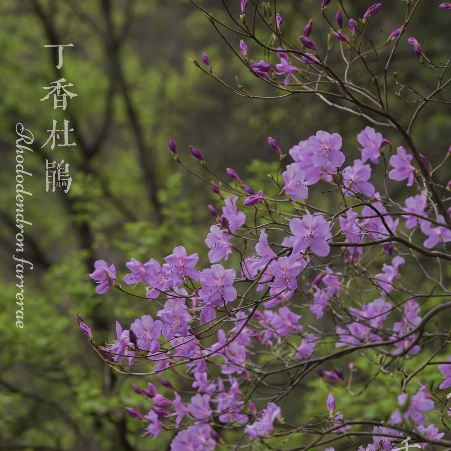 丁香杜鹃粉紫映山红室内阳台庭院造型盆景