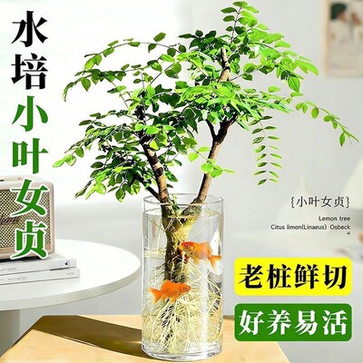 水培小叶女贞树苗水养植物室内盆栽四季常青好养活净化空气