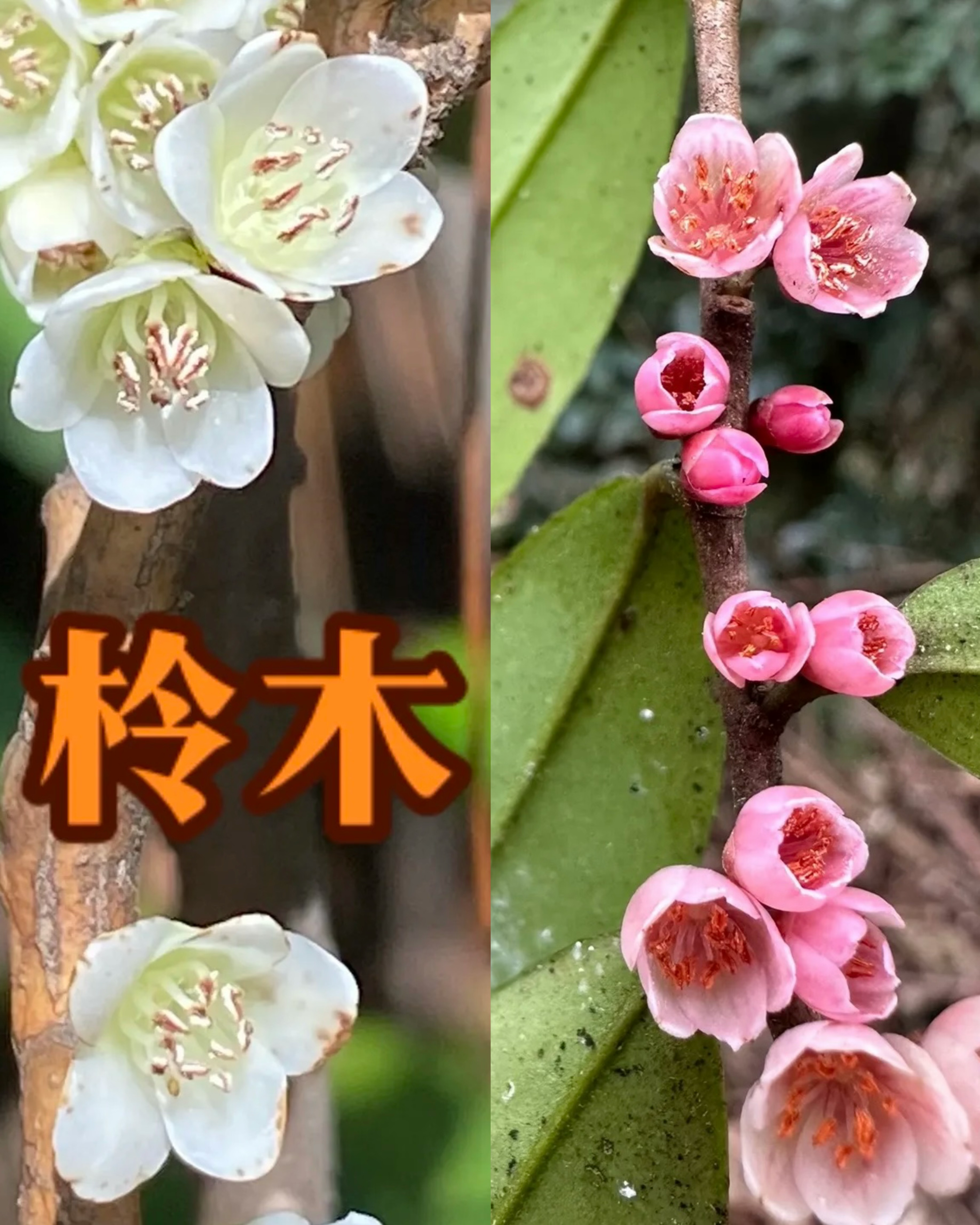 野桂花铃木树苗蜜原植物盆景盆栽花卉绿植野四季常绿红白野桂