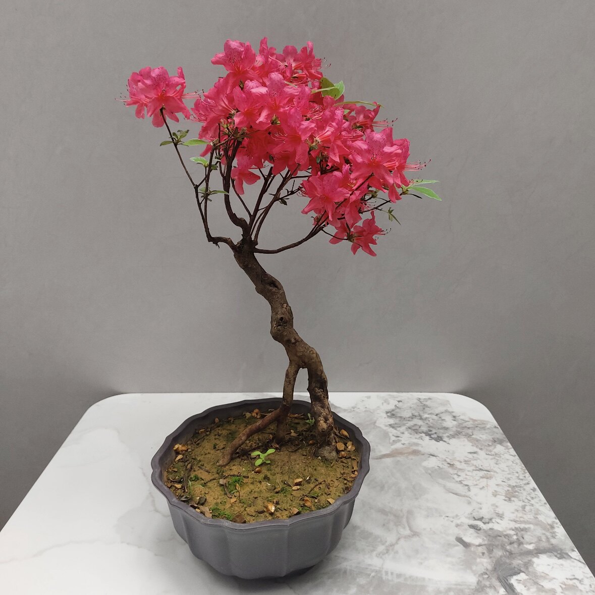 映山红盆栽小老桩杜鹃花四季开花常青带花苞室内花卉好养活除甲醛图片
