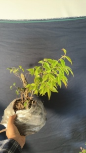 小叶乌饭树野蓝莓微盆景桌面土培盆栽可嫁接蓝莓砧木会开花结果