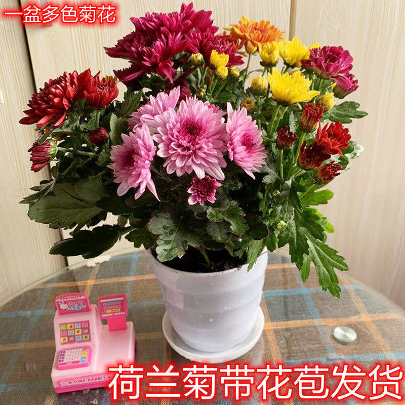 菊花盆栽四季荷兰菊开花卉庭院植物室内花卉绿植乒乓菊带花苞花苗