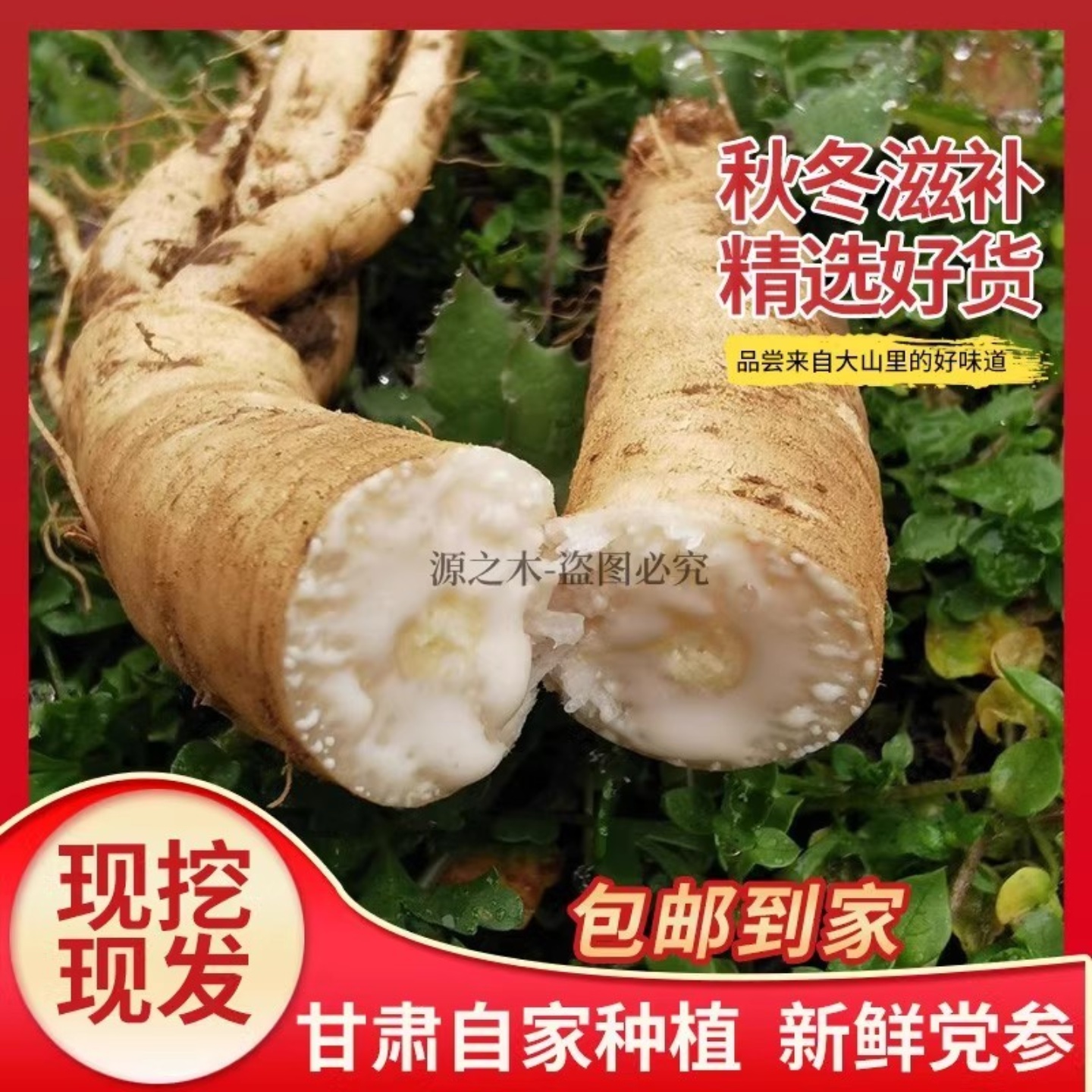 甘肃现挖新鲜湿党参500g克包邮整棵白条党参黄芪当归组合泡茶煲汤