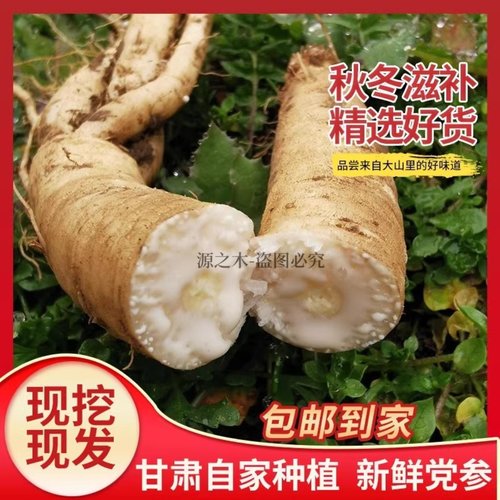 甘肃现挖新鲜湿党参500g克包邮整棵白条党参黄芪当归组合泡茶煲汤