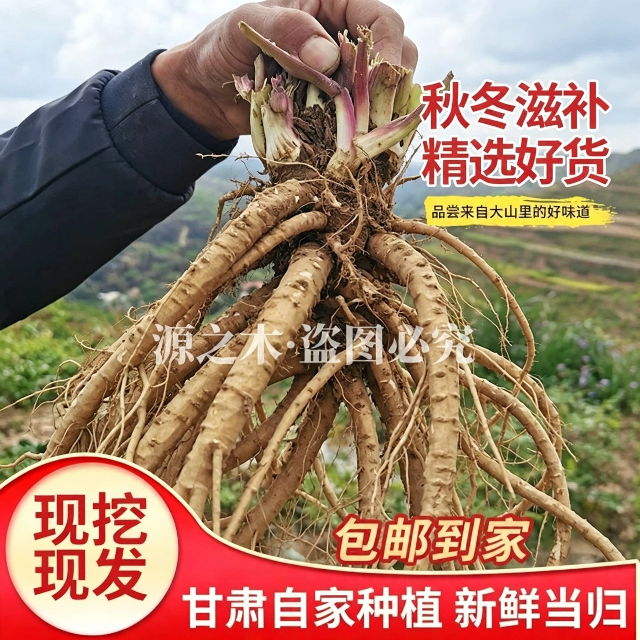 甘肃现挖新鲜当归500克全归2~4颗无硫正宗湿当归党参黄芪组合正品