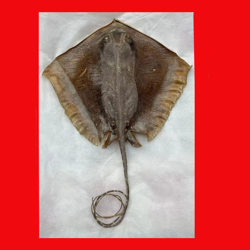 泰国新款珍珠鱼魔鬼鱼皮标本室内摆件厂价大气直销包邮